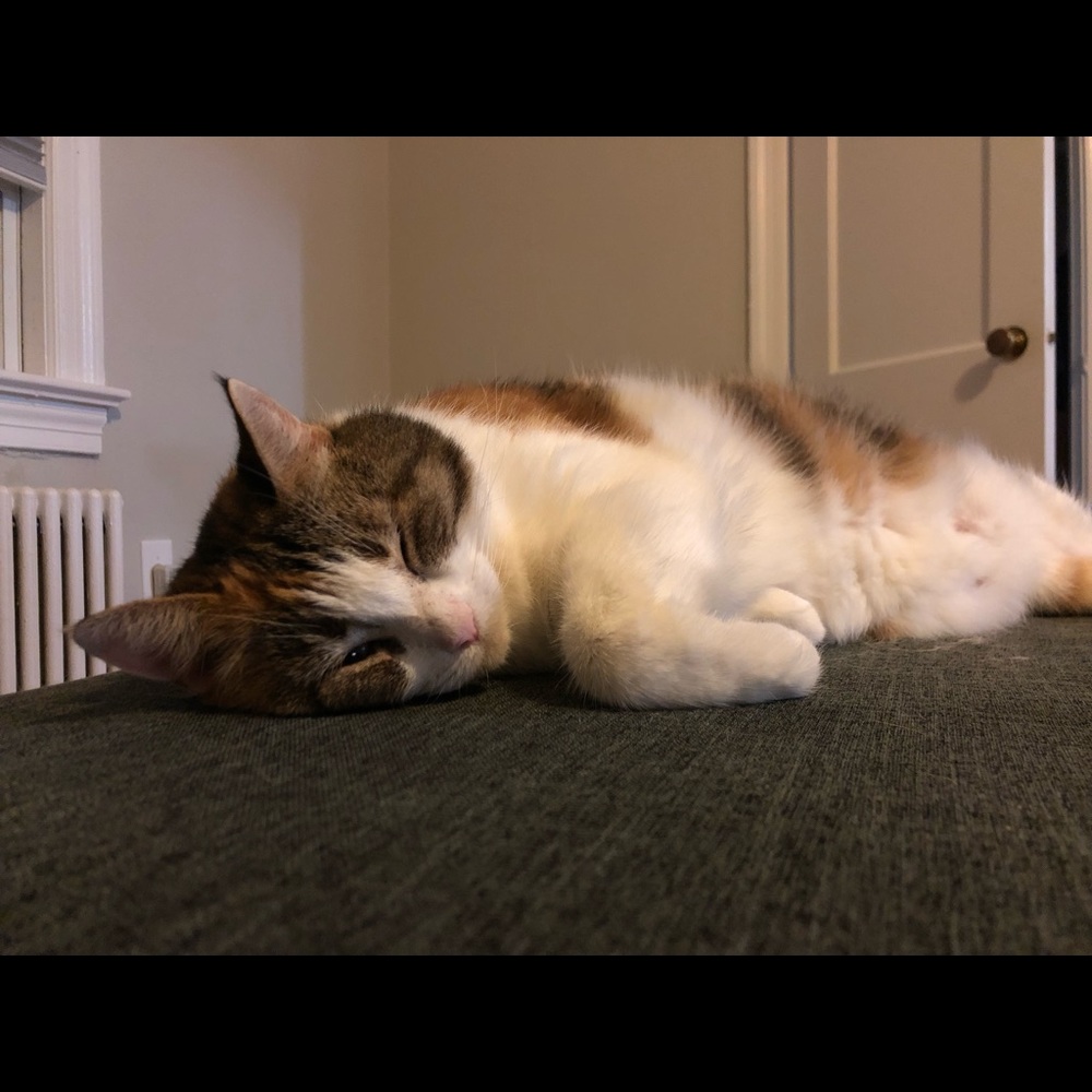 Meet your Posher, Lindsay